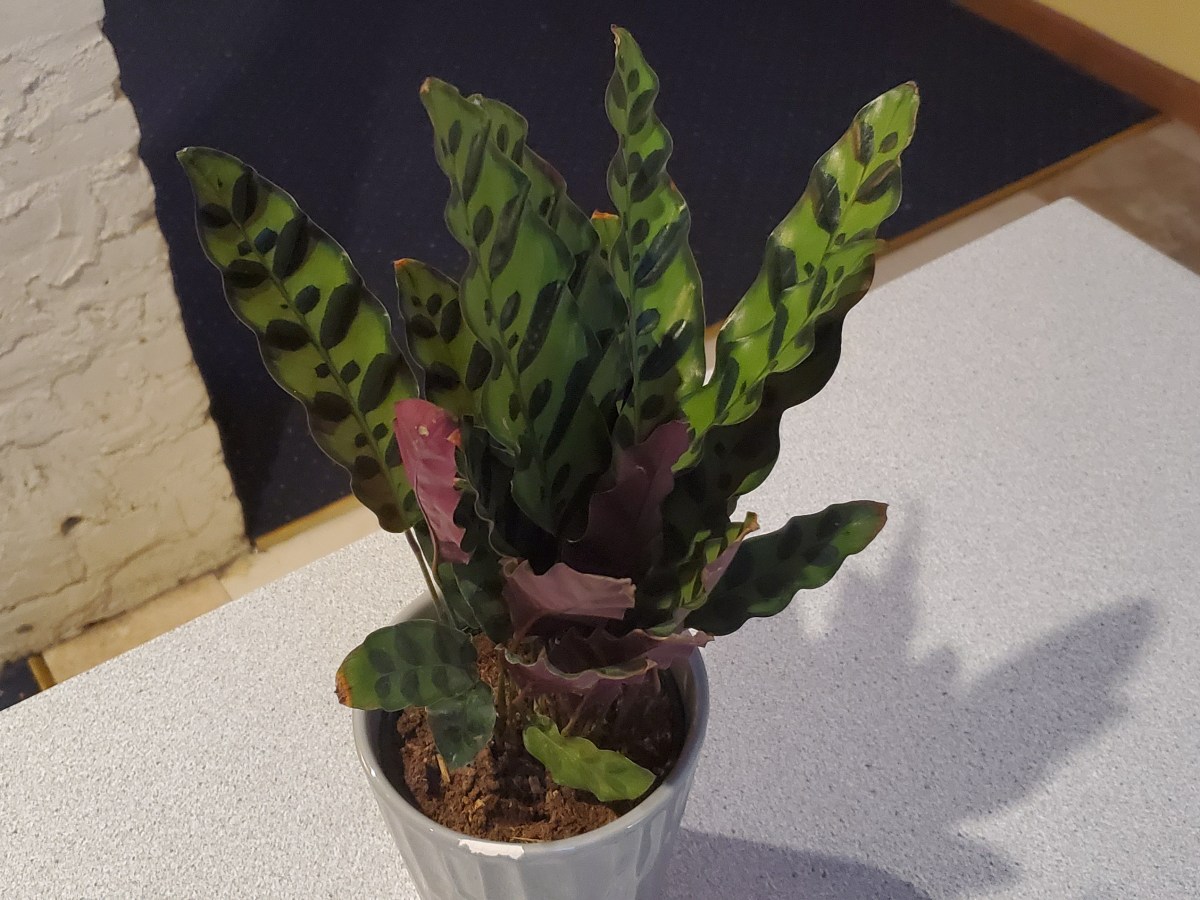 The Rattlesnake Plant